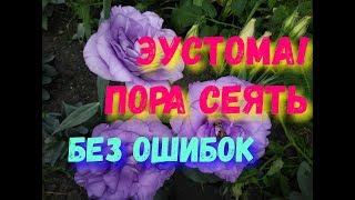Эустома! Пора сеять | Как вырастить эустому от посева до высадки в грунт не совершая ошибок | Этап 1