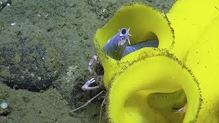 Pacific Hagfish at Home in a Deep Sea Sponge