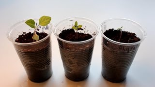 Physalis aus Samen anziehen