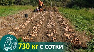 Посадка картофеля вразвал без окучивания ? Выращивание по технологии Гордеевых