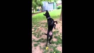 Самый ловкий пёс ! Most clever dog !