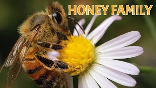 ?ПЧЕЛЫ: ??МЕДОВАЯ СЕМЬЯ??HONEY FAMILY??