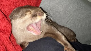 朝の物音にソワソワしまくる寝起きのカワウソ otter waking up from sleep, wondering about many things