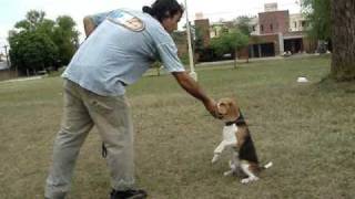 Beagle entrenando
