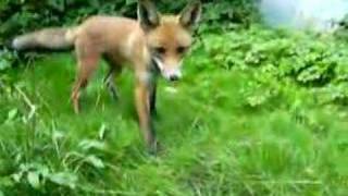 Foxy Fox