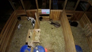 LIVE Goat Cam - 12 Kids and Counting!