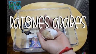 COMO CUIDAR RATONES ARABES I HIPA MEXICO