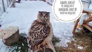 Поясняем за лису и мышев. Кошка Морошка немножко делает нервы мне вместо совы Ёлки
