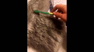 How to dye fake fur and achieve a rich color!