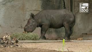 Black Rhino Calf Out - Cincinnati Zoo