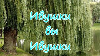 Ивушки вы Ивушки разбор песни
