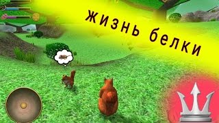 Невероятный симулятор жизни белки, выживи в диком лесу и обустрой дупло
