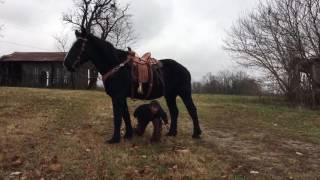 Percheron team. For sale. WATCH THIS !!!!!