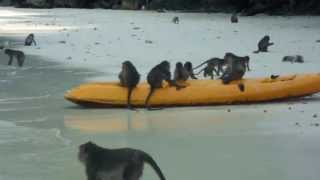 Ilha dos macacos 2 Kho Phi Phi