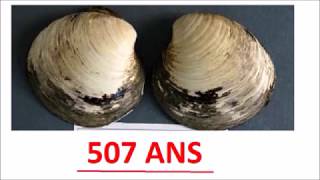 Le coquillage Ming (LFDS 5)
