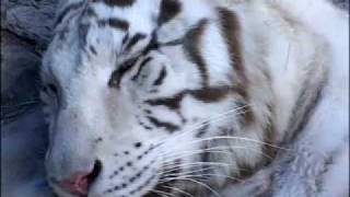Lion Man Season 1 Episode 5 Part 2/4