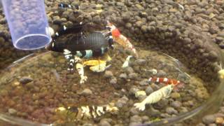 Taiwan Bee Shrimps - Креветки Тайвань Би