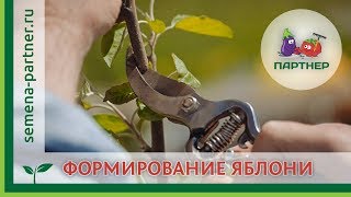 ФОРМИРУЕМ МОЛОДУЮ ЯБЛОНЮ