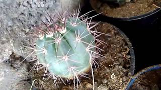 INDIAS CHEAPEST #CACTUS STORE ONLINE ₹170 EACH # भारतीय सस्ता कैक्टस दुकान