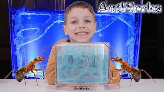 ANTWORKS Antfarm Gel Habitat!!!