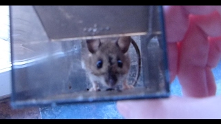 We have a mouse in our house!!!
