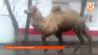 Из передвижного зоопарка в парке «Первомайский» сбежал верблюд