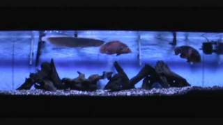 210 Gallon with Arowana and Oscars