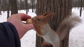 Зарисовка с лазоревкой и белкой / A sketch with a bird and a squirrel
