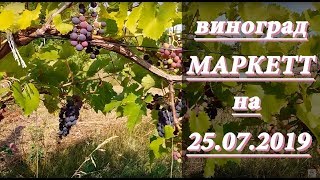 Виноград МАРКЕТТ. Морозостойкий сорт винограда маркетт до -38 °С.