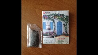 Зеленый Плющ Бостон Семена c Aliexpress