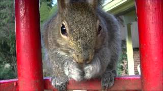 Squirrel Feeder Feb 10th 2016