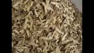 Paramignya trimera - A drugs very rate