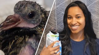 Everyone saw this baby pigeon as a nuisance. This woman saw a precious life.