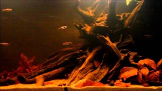Black water tank - Nannostomus mortenthaleri