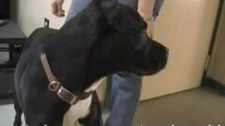Christmas Miracle! Dog re-united with Owner after 2 Years!
