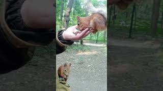 Копия Длинноухого и Ушастик. Сидят на мне / A copy of Long-Eared and Ushastik. Sitting on me