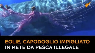 Eolie, Capodoglio impigliato in rete da pesca illegale