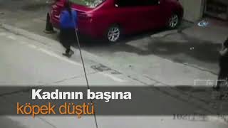 Çin’de kadının başına köpek düştü