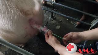 АМА Искуственное осеменение свиней