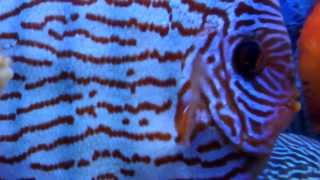 DISCUS PASSIE.nl: PIWOWARSKI discusvissen - discus - diskus - diskusfischen