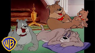 Tom et Jerry en Français ???????? | Le meilleur de Spike | @WBKidsFrancais​