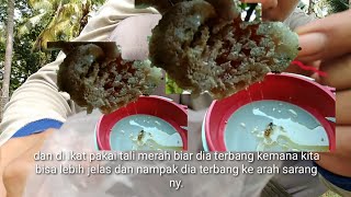 Cara mencari lebah madu hutan denga ikat tali merah di badan lebah tersebut.