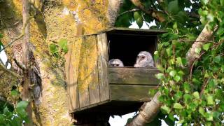 Tawny Owl with young