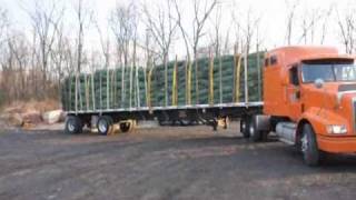 Christmas Trees For The Holidays Cut Your Own or Precut