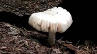 White mushroom