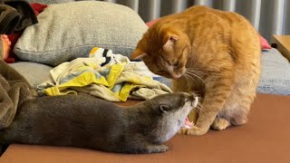 カワウソさくら 会議中？のカワウソと猫 In a meeting? Otters and cats