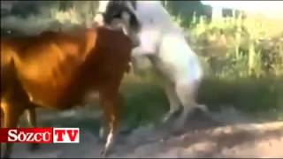 Azgın boğa ineğe böyle rezil oldu!