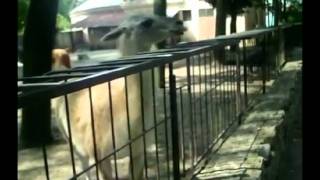 kiss Lama