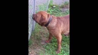 Cane corso mixed with old english bulldog