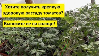 Рассада томатов на солнце становиться толще и зеленее прямо на глазах! Так получаю здоровую рассаду!